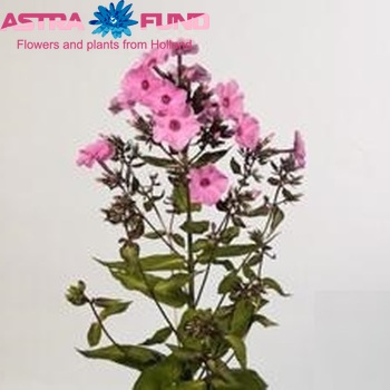 Phlox Paniculata Grp 'Flamingo' zdjęcie