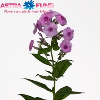Phlox Paniculata Grp 'Fondant Fancy' zdjęcie