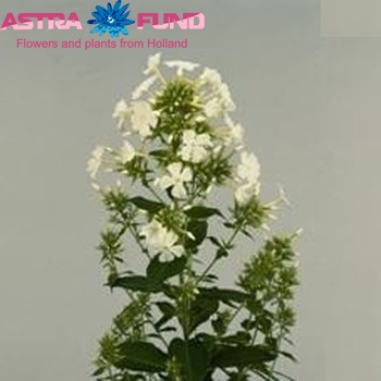 Phlox Paniculata Grp 'Fujiyama' zdjęcie