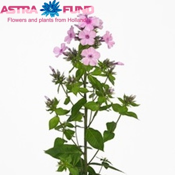 Phlox Paniculata Grp 'Galaxy' zdjęcie