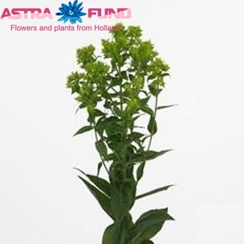 Phlox Paniculata Grp 'Green Forest' zdjęcie