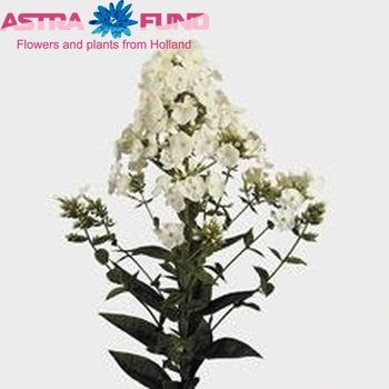 Phlox Paniculata Grp Icecap zdjęcie