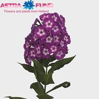 Phlox Paniculata Grp 'Laura' zdjęcie