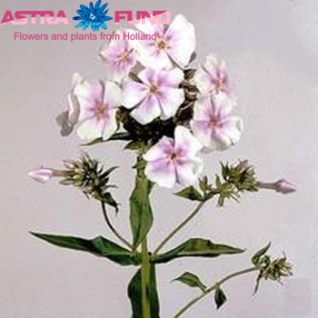 Phlox Paniculata Grp 'Lavendelwolke' zdjęcie
