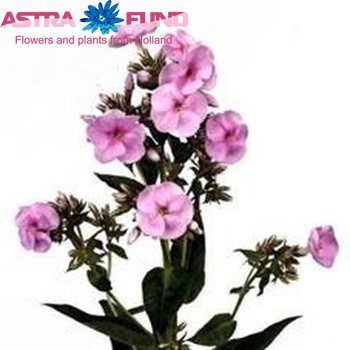 Phlox Paniculata Grp 'Madonna' zdjęcie