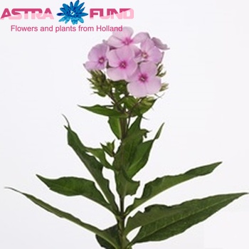 Phlox Paniculata Grp Magical Favorite zdjęcie