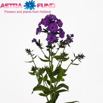 Phlox Paniculata Grp 'Midnight Purple' zdjęcie
