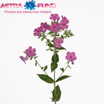 Phlox Paniculata Grp 'Mika' zdjęcie