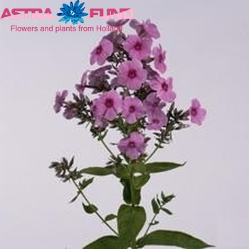 Phlox Paniculata Grp Miss Anabelle zdjęcie