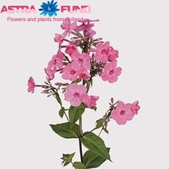Phlox Paniculata Grp Miss Candy zdjęcie