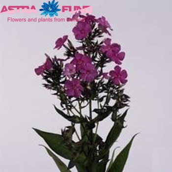 Phlox Paniculata Grp Miss Delilah zdjęcie