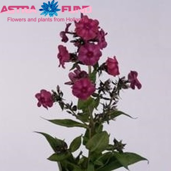Phlox Paniculata Grp Miss Edith zdjęcie