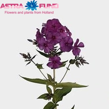 Phlox Paniculata Grp Miss Fiona zdjęcie