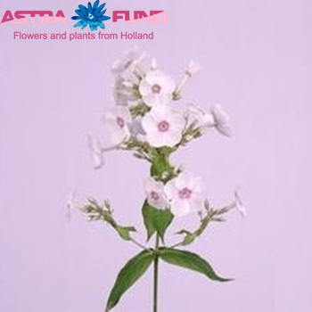 Phlox Paniculata Grp Miss Marple zdjęcie