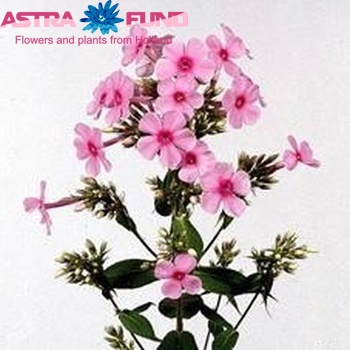 Phlox Paniculata Grp Miss Pepper zdjęcie