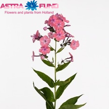 Phlox Paniculata Grp 'Rosalina' Foto