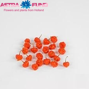 Physalis alkekengi Benjamin (lampion los) photo