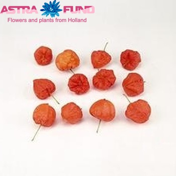 Physalis alkekengi 'Jumbo' (los) photo