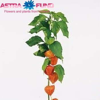 Physalis alkekengi 'Jumbo' (tak) photo