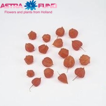 Physalis alkekengi lampion (los) photo
