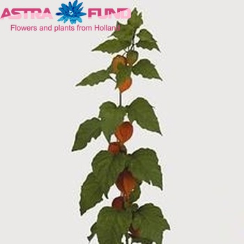 Physalis alkekengi lampion (tak) photo