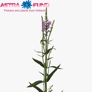 Physostegia virginiana 'Red Beauty' photo
