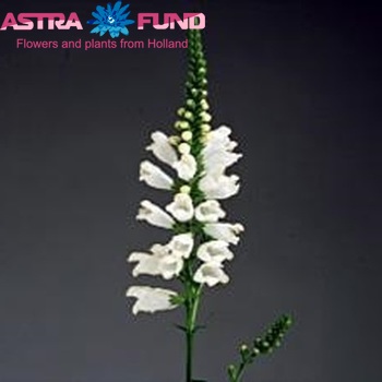 Physostegia virginiana 'Summersnow' photo