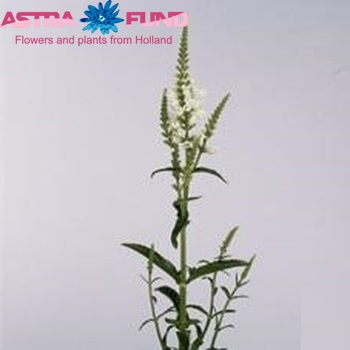 Physostegia virginiana 'White Discovery' photo