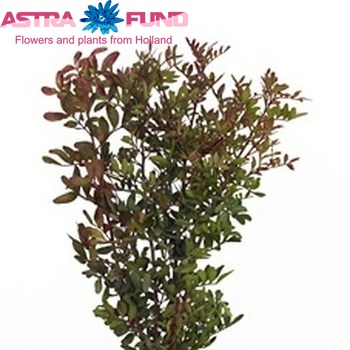 Pistacia lentiscus 'Red United' photo