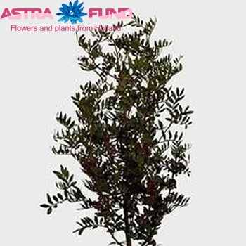 Pistacia sp. (blad) photo