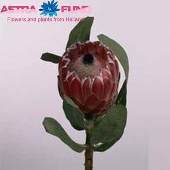 Protea 'Aurora' photo