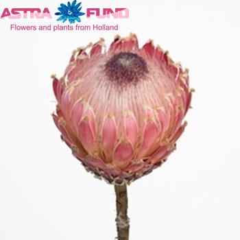 Protea barbigera photo