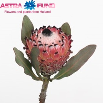 Protea barbigera 'Black Beard' photo