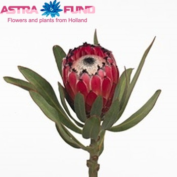 Protea barbigera 'Red Beauty' photo