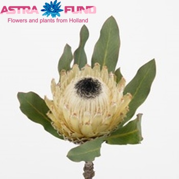 Protea barbigera 'Snow Queen' photo