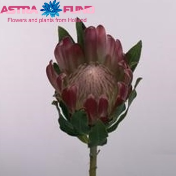 Protea 'Brenda' photo