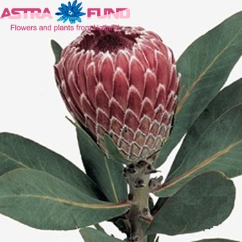 Protea 'Candida' photo
