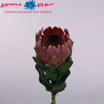Protea 'Cardinal' photo