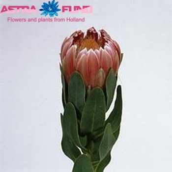 Protea 'Carnival' foto