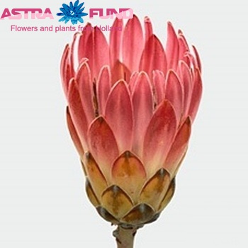 Protea compacta foto