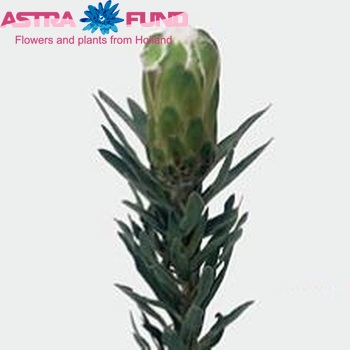 Protea coronata foto