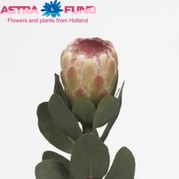 Protea 'Grandicolor' fotografija