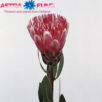 Protea 'Ivy' fotografija