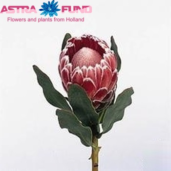 Protea 'Lady Di' fotografija