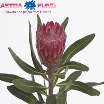 Protea 'Lancelot' fotografija