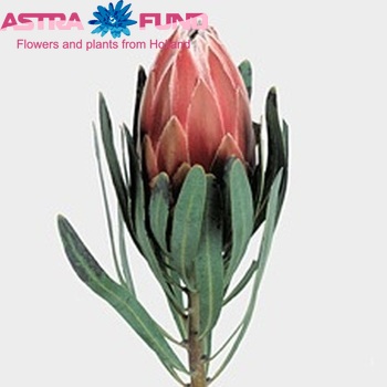 Protea 'Lieben Cherry' fotografija