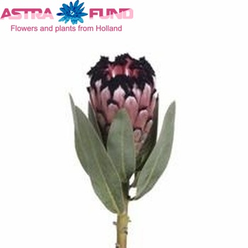 Protea magni 'Didi' fotografija
