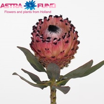 Protea magnifica 'African Queen' fotografija