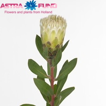 Protea mundi fotografija