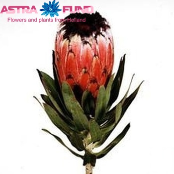Protea neriifolia fotografija
